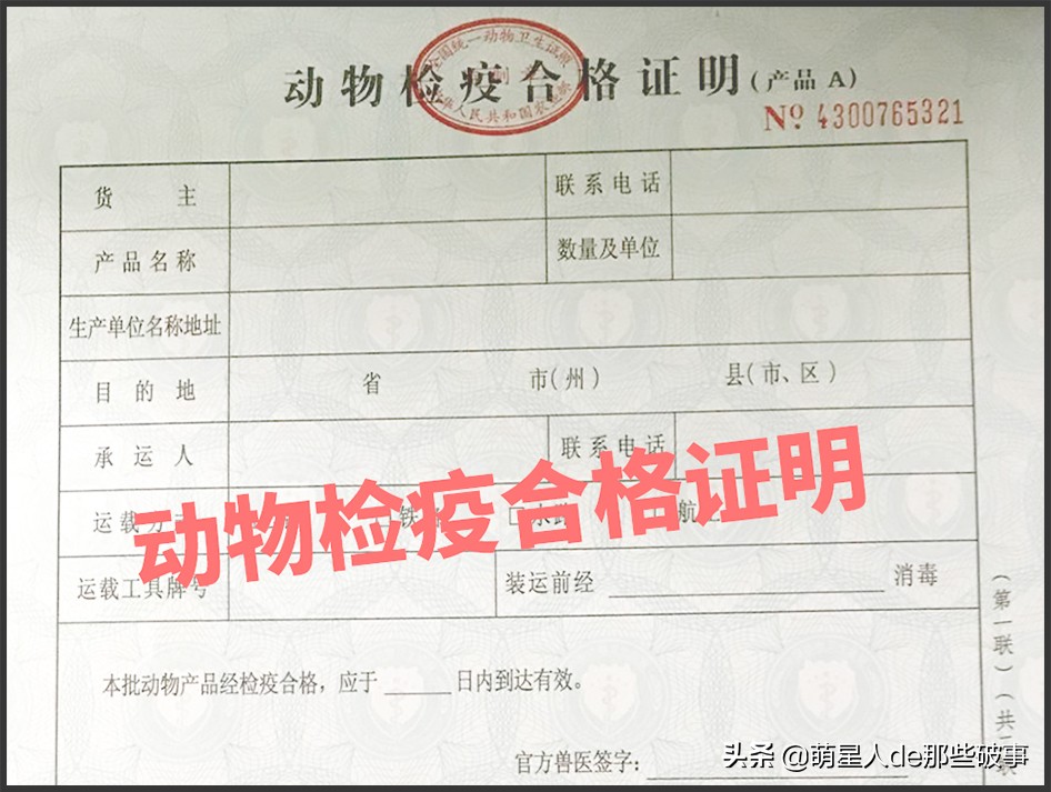 想带狗狗坐飞机看世界却不知怎么做，铲屎官看这一篇就够了！