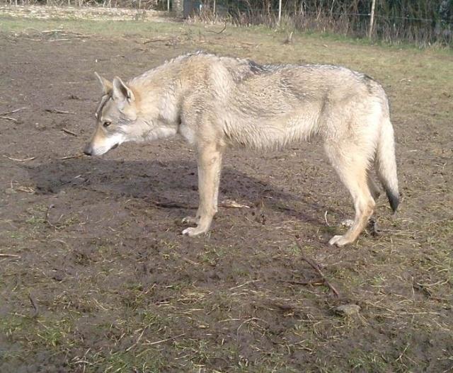 你要是没能够把捷克狼犬给完全的服服帖帖野兽了