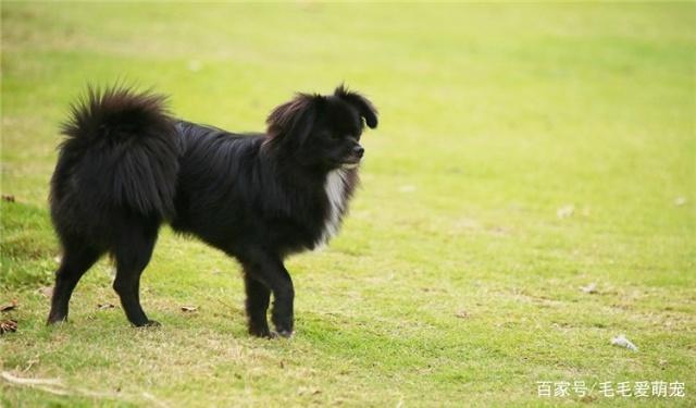 毛毛提醒：养串串狗需要注意什么呢？很好
