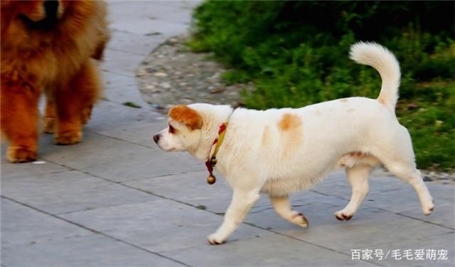 毛毛提醒：养串串狗需要注意什么呢？很好