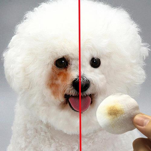 病狗问题