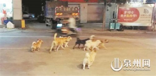 泉州开元街道开展流浪狗集中清理行动救助被狗咬伤者