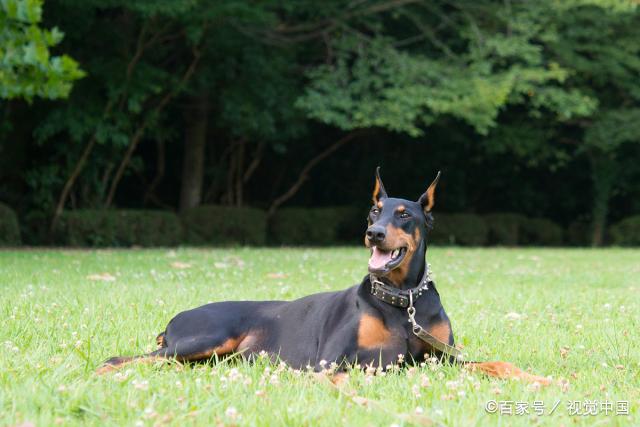 杜宾犬与警犬军犬的故事，你知道吗？犬