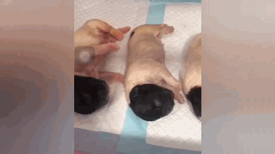 杂交狗不好么