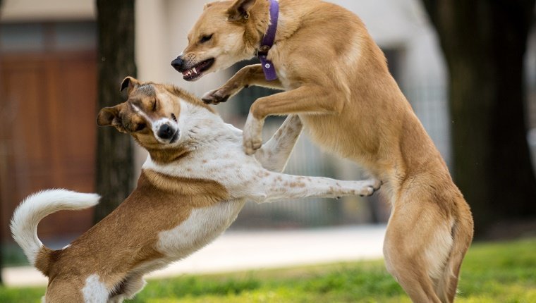 女子凌晨接种狂犬病疫苗伤势过重连夜辗转10小时(组图)