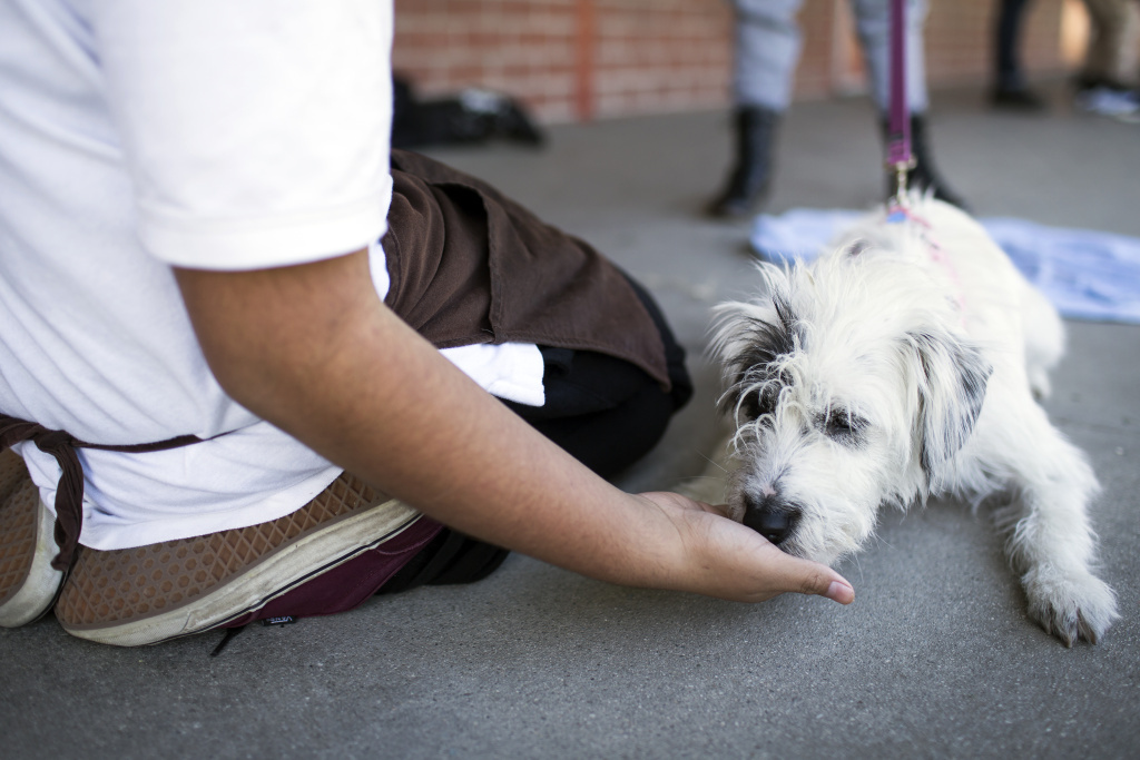 女子凌晨接种狂犬病疫苗伤势过重连夜辗转10小时(组图)