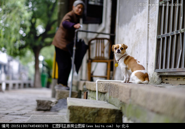 买狗找他的图片_猫找猫狗找狗乌龟找王八_孕妇梦见狗丢了找狗