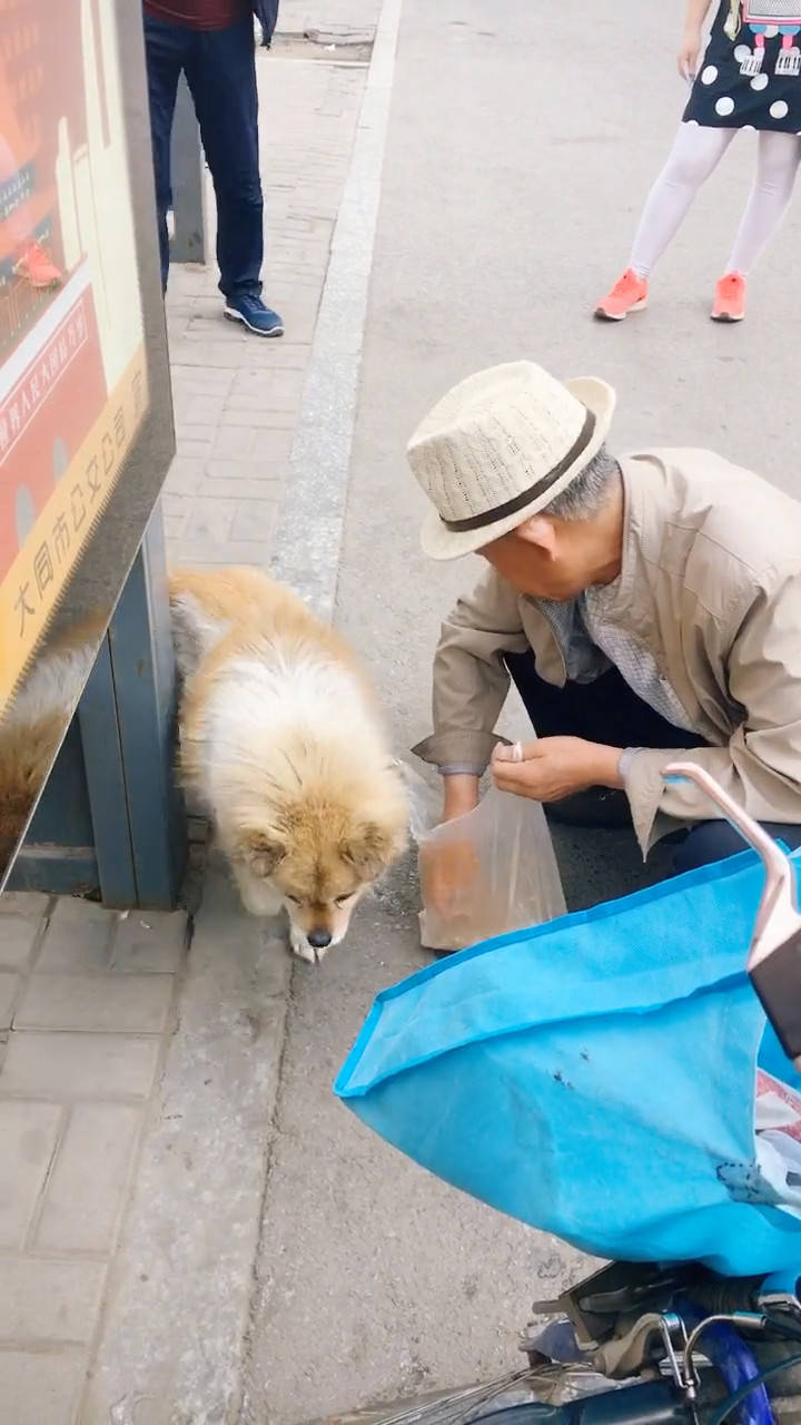 买狗找他的图片_猫找猫狗找狗乌龟找王八_孕妇梦见狗丢了找狗