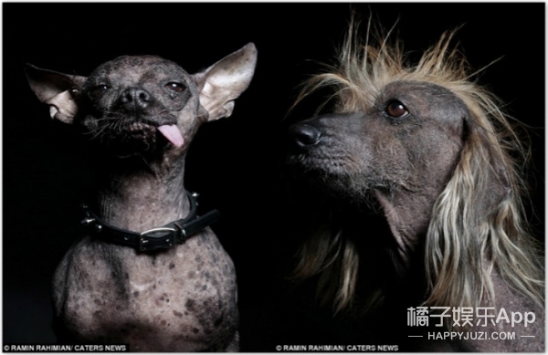 萌狗见多了，可你见过世界上最“丑”的狗狗么？