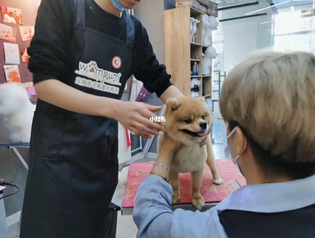 宠物店买到病狗怎么办_宠物店容易买到星期狗吗_苏州沈思港路宠物店卖病狗