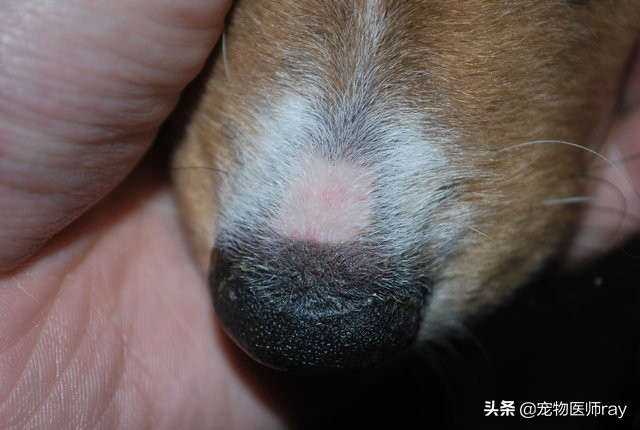 狗狗皮肤病，找到症状在下药很重要