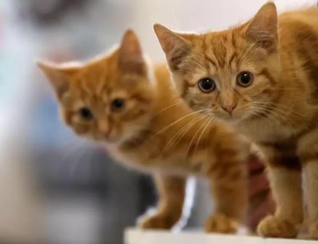 养狗好还是养猫好？养宠物的人越来越多