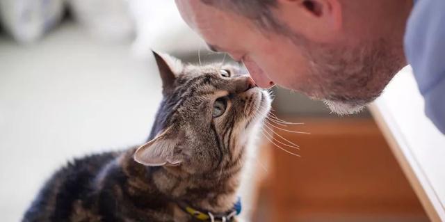 养狗好还是养猫好？养宠物的人越来越多