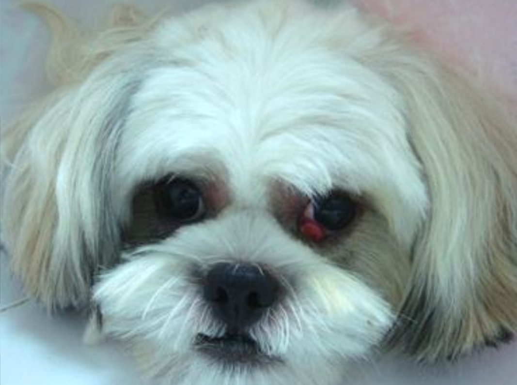 原来狗‘樱桃眼’不是夸奖而是一种眼角疾病，我们该如何治疗呢？