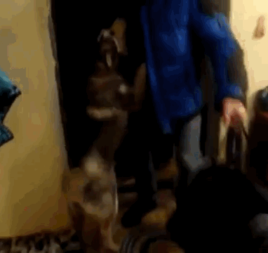 养狗好还是养猫好，你同意吗？（一）
