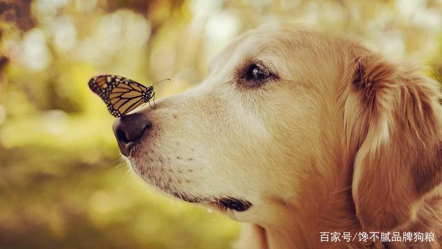 养狗好还是养猫好，你同意吗？（一）