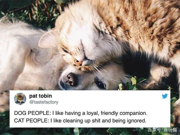 网友总结养猫和养狗的不同区别，你知道吗？