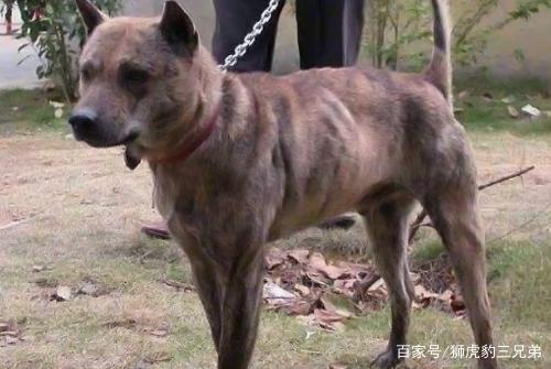 中国猎犬里面在山地谁最厉害？把票投给凉山犬