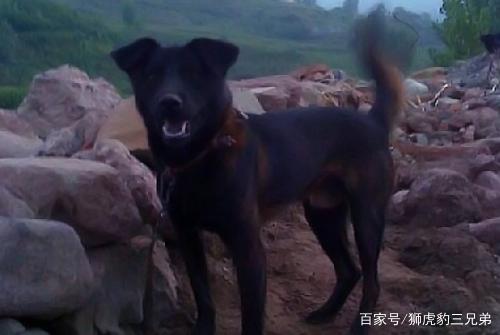 中国猎犬里面在山地谁最厉害？把票投给凉山犬