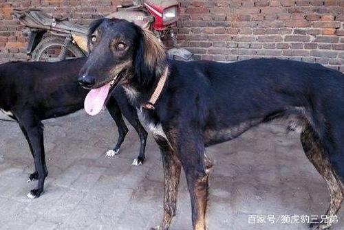 中国猎犬里面在山地谁最厉害？把票投给凉山犬