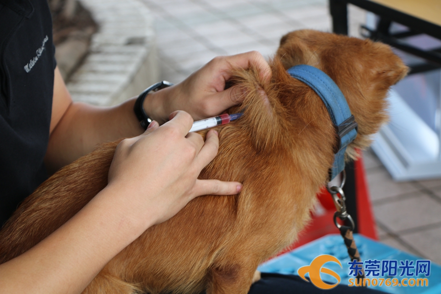蜀得其龙吴得其虎魏得其狗_被狂犬狗咬了怎么办_养狗容易得狂犬病吗