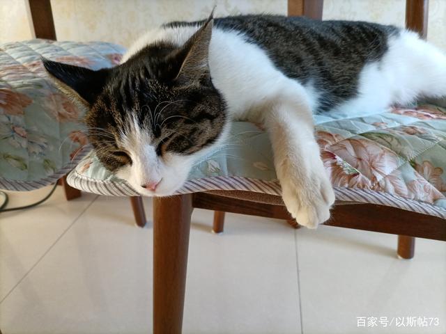 我家猫妹来我家7个月，我发现猫妹是灵气又聪明的小猫咪