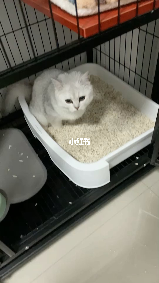 两个月小猫不听话_2月小猫没精神一直睡觉_被1月小猫抓伤了没处理