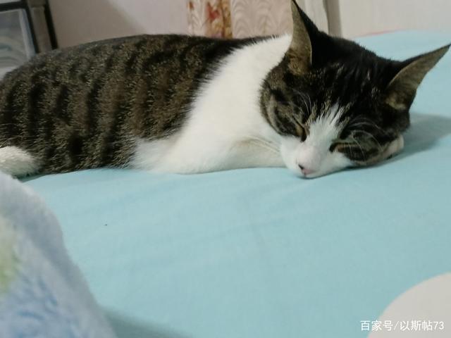 我家猫妹来我家7个月，我发现猫妹是灵气又聪明的小猫咪