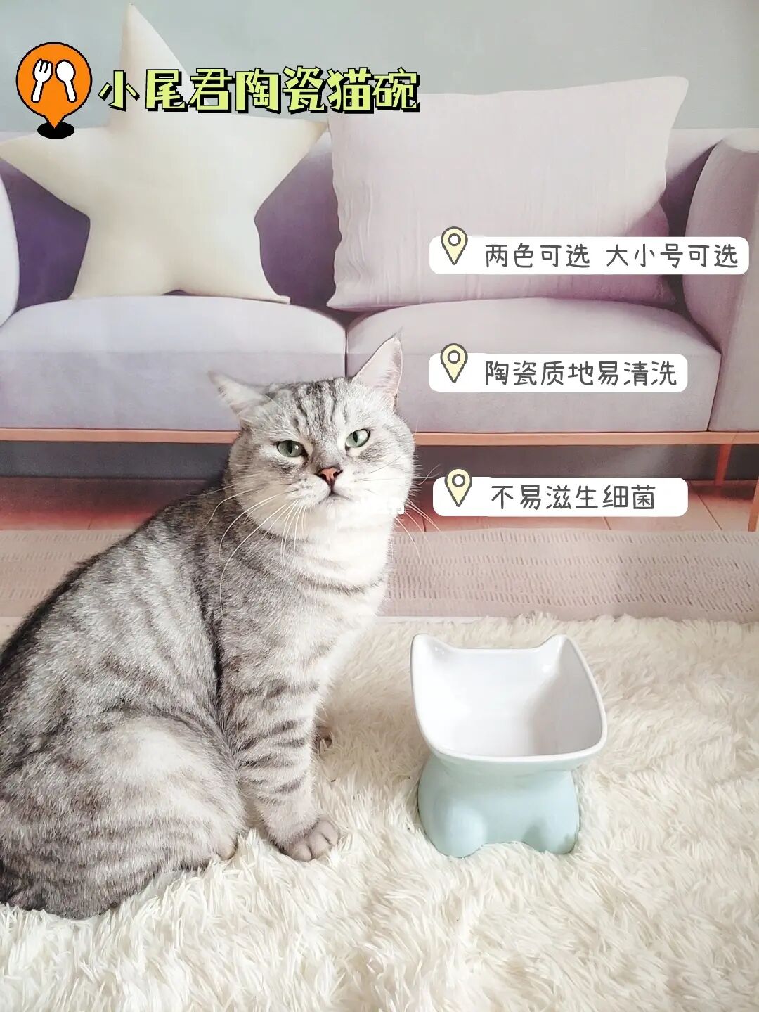 比熊听话还是泰迪听话_唐家小猫/小猫爬上树_两个月小猫不听话