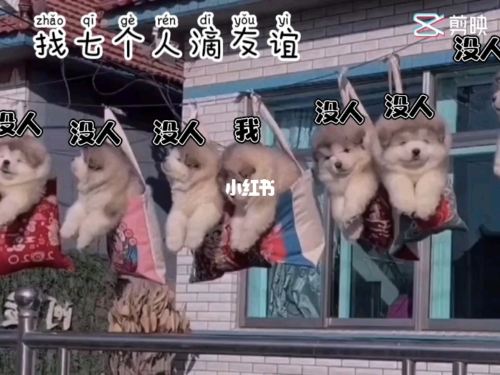 女总裁把老实男友当狗养_女朋友想养狗_养什么狗好养