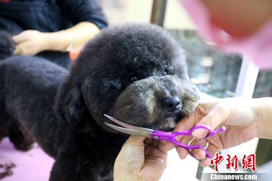 宠物美容师的日常：给小狗“洗剪吹”一只狗要花1个多小时
