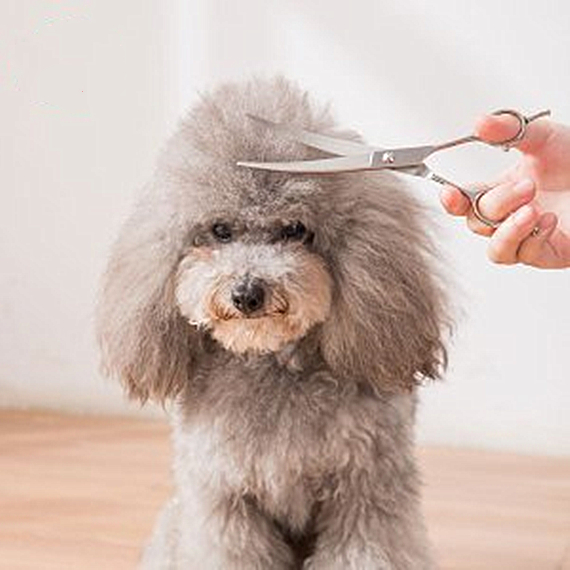 给狗狗美容可以DIY？可是美容工具的作用，铲屎官是否清楚？
