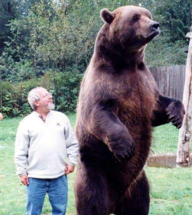 北极熊和棕熊_北极棕熊_咱们裸熊棕熊图片