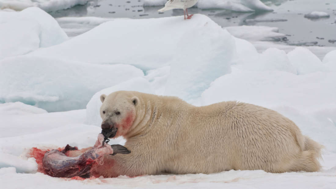 北极熊和棕熊_熊/阿拉斯加的棕熊_南极熊与北极熊的区别