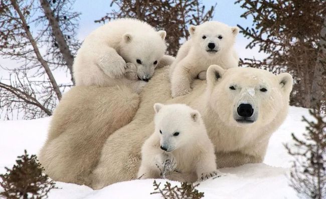 北极熊和棕熊_南极熊与北极熊的区别_熊大熊二之北极历险记