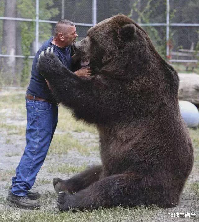熊科动物中，哪一种最大？棕熊是比北极熊还大的熊科