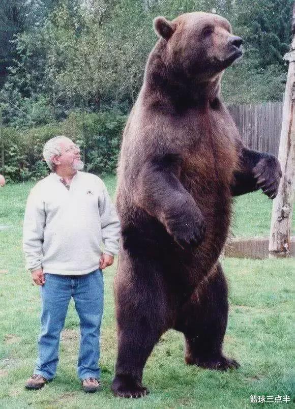 熊科动物中，哪一种最大？棕熊是比北极熊还大的熊科