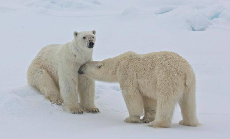 棕熊和北极熊谁大图片