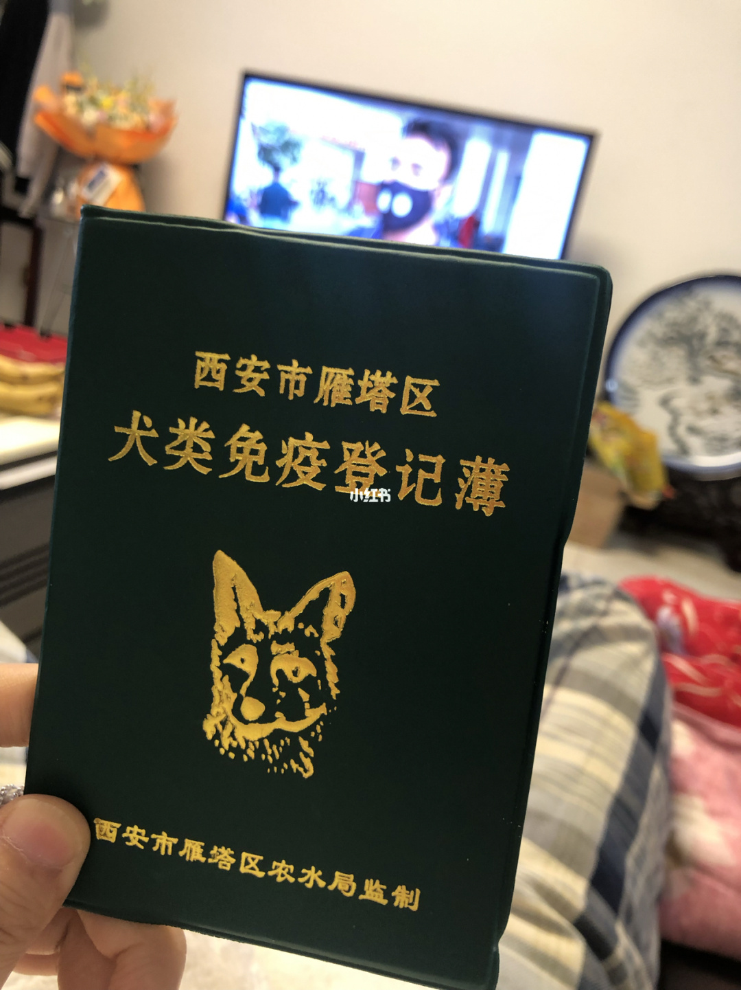 长沙养狗办证_长沙办狗证要钱吗2019_土狗长沙可以办狗证吗