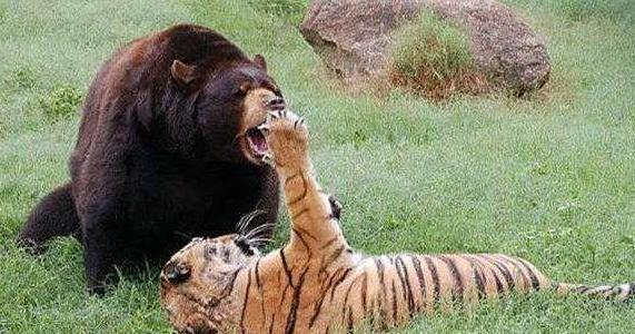 除了人类外，在自然界中还有哪些动物可以打败老虎？