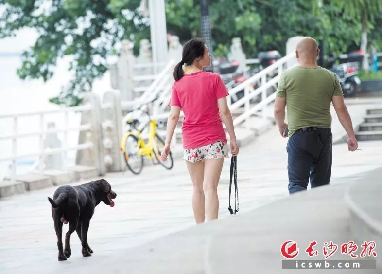 《长沙市养犬管理条例》施行2个多月！不文明养犬者多，受罚者却少