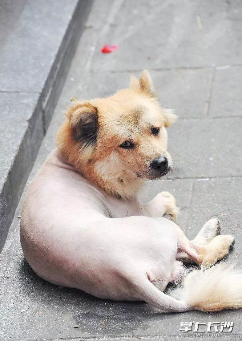 《长沙市养犬管理条例》施行2个多月！不文明养犬者多，受罚者却少