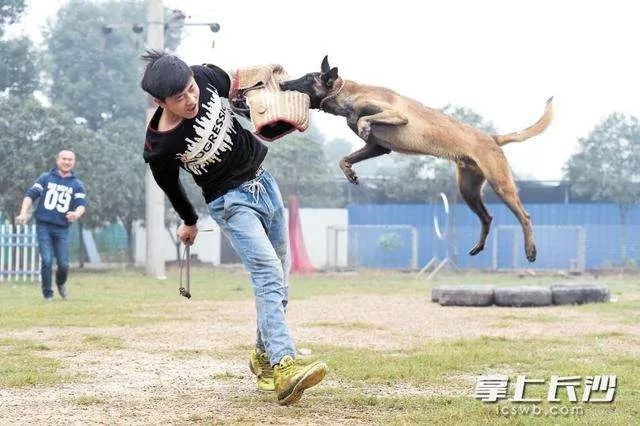 《长沙市养犬管理条例》施行2个多月！不文明养犬者多，受罚者却少