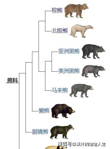 同为熊科，谁的战斗力会更胜一筹呢？（下）