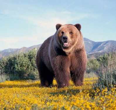 南极熊与北极熊的区别_3只熊 白熊 棕熊 熊猫_北极熊和棕熊