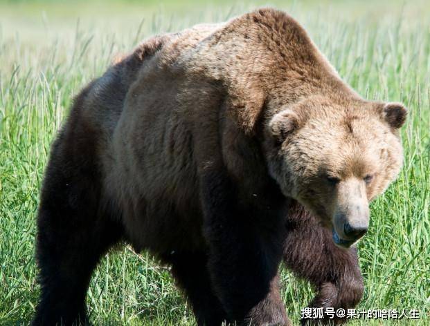 同为熊科，谁的战斗力会更胜一筹呢？（下）