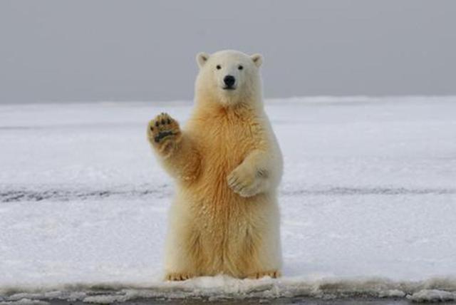 南极熊与北极熊的区别_北极熊和棕熊_3只熊 白熊 棕熊 熊猫