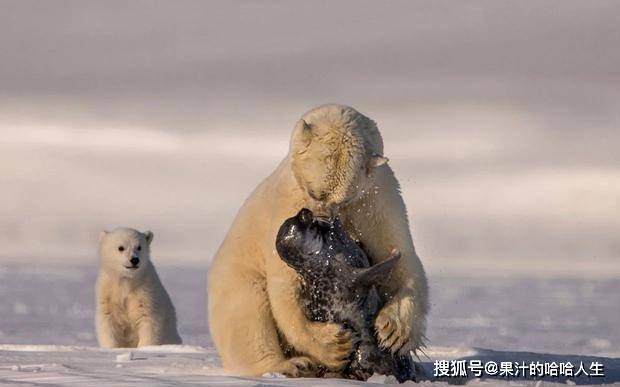 同为熊科，谁的战斗力会更胜一筹呢？（下）