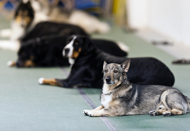 狗狗怎么教也不听话！训犬师问了一句：你正确训练了吗？