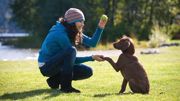 狗狗怎么教也不听话！训犬师问了一句：你正确训练了吗？